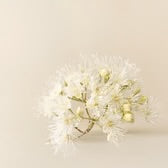 Sophic Protein Treatment - Strength and Repair