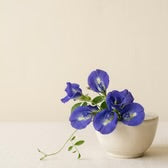 Sophic Violet Cleanser